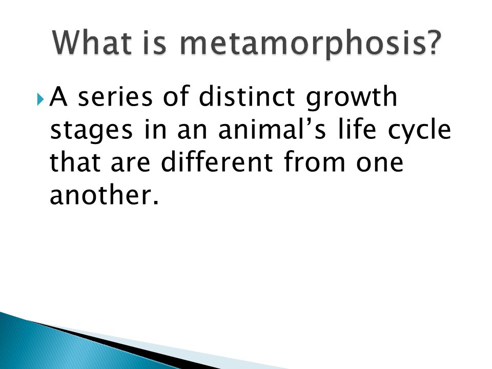 What is metamorphosis.