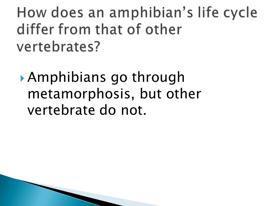 How does an amphibian’s life cycle differ from that of other vertebrates
