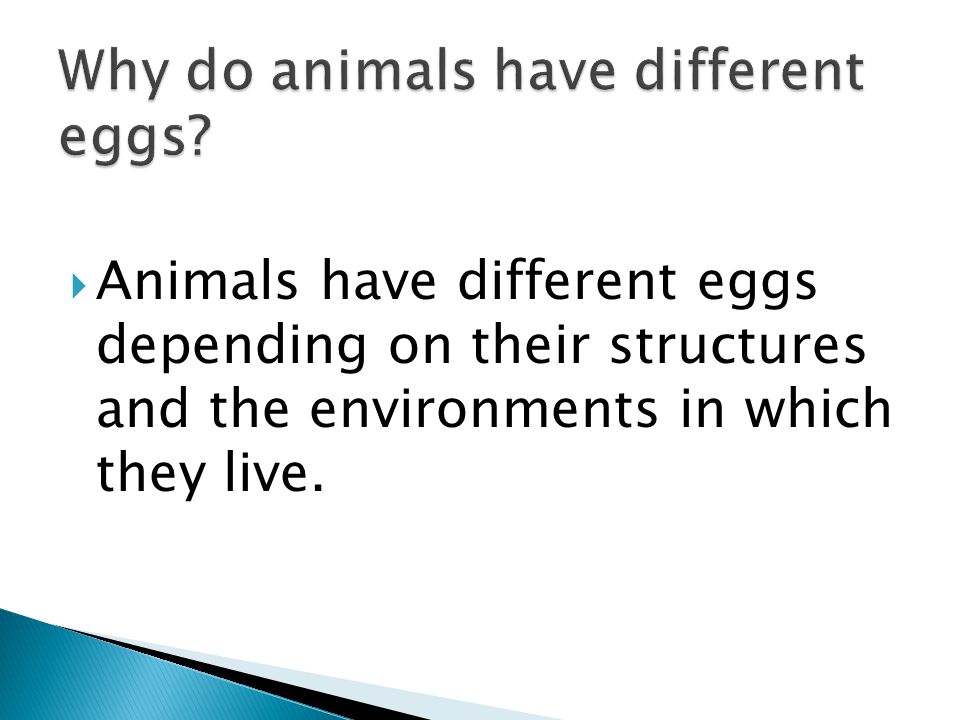 Why do animals have different eggs