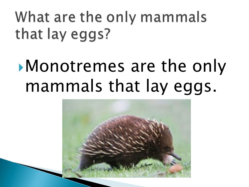 What are the only mammals that lay eggs