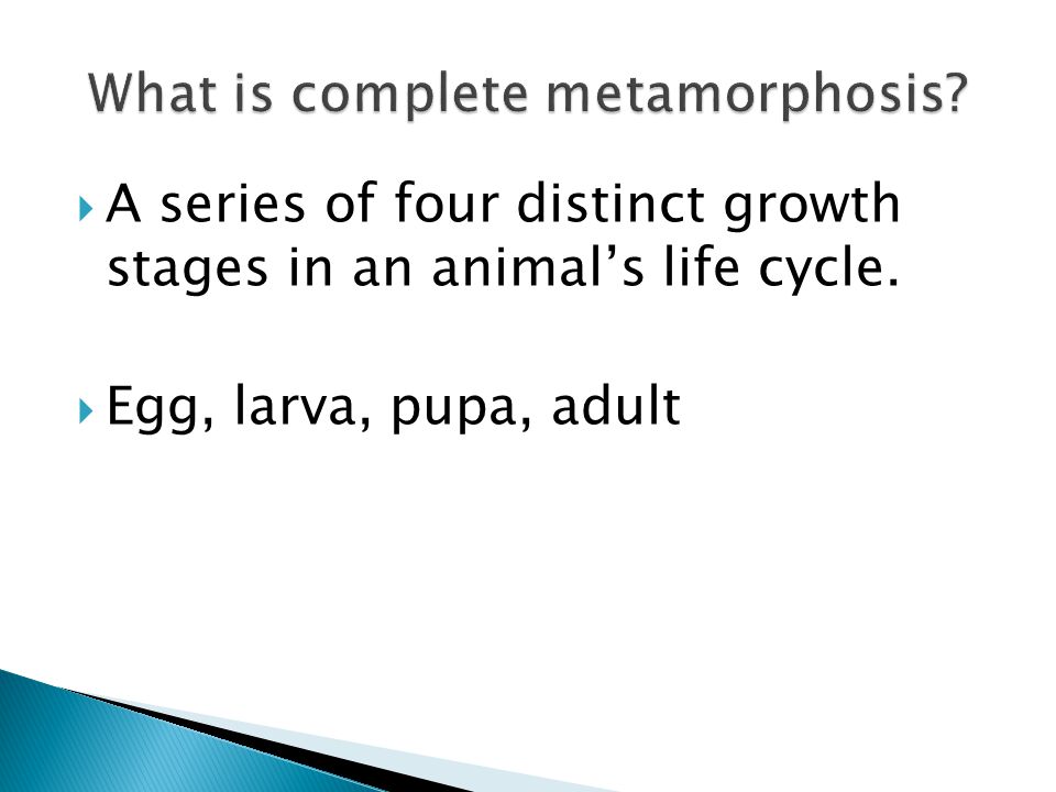 What is complete metamorphosis