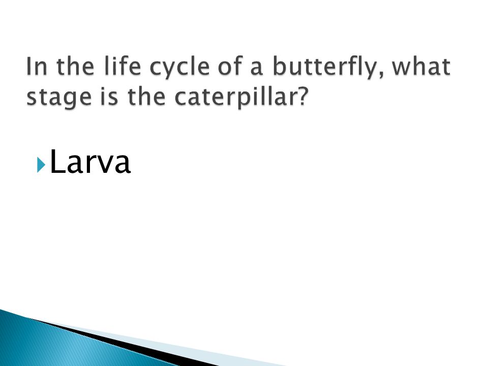In the life cycle of a butterfly, what stage is the caterpillar