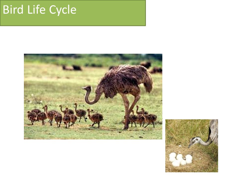 Bird Life Cycle