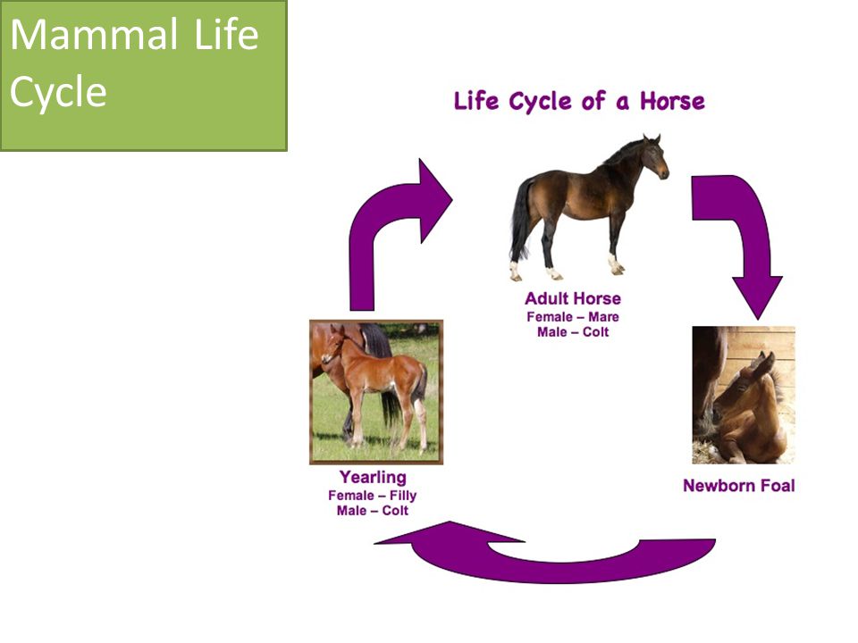 Mammal Life Cycle