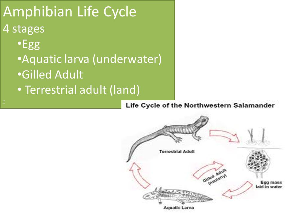 Amphibian Life Cycle 4 stages Egg Aquatic larva (underwater)