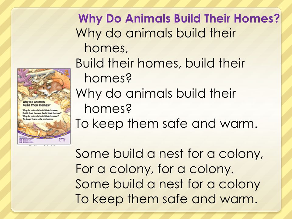 Big Question: How do animals build their homes? - ppt video online download