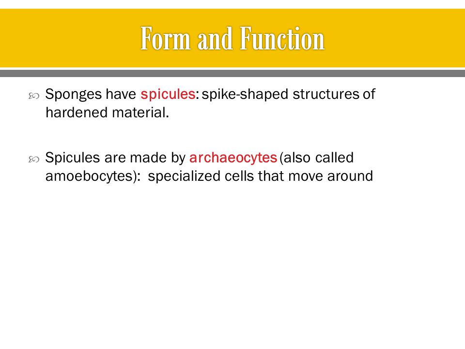 Form and Function Sponges have spicules: spike-shaped structures of hardened material.