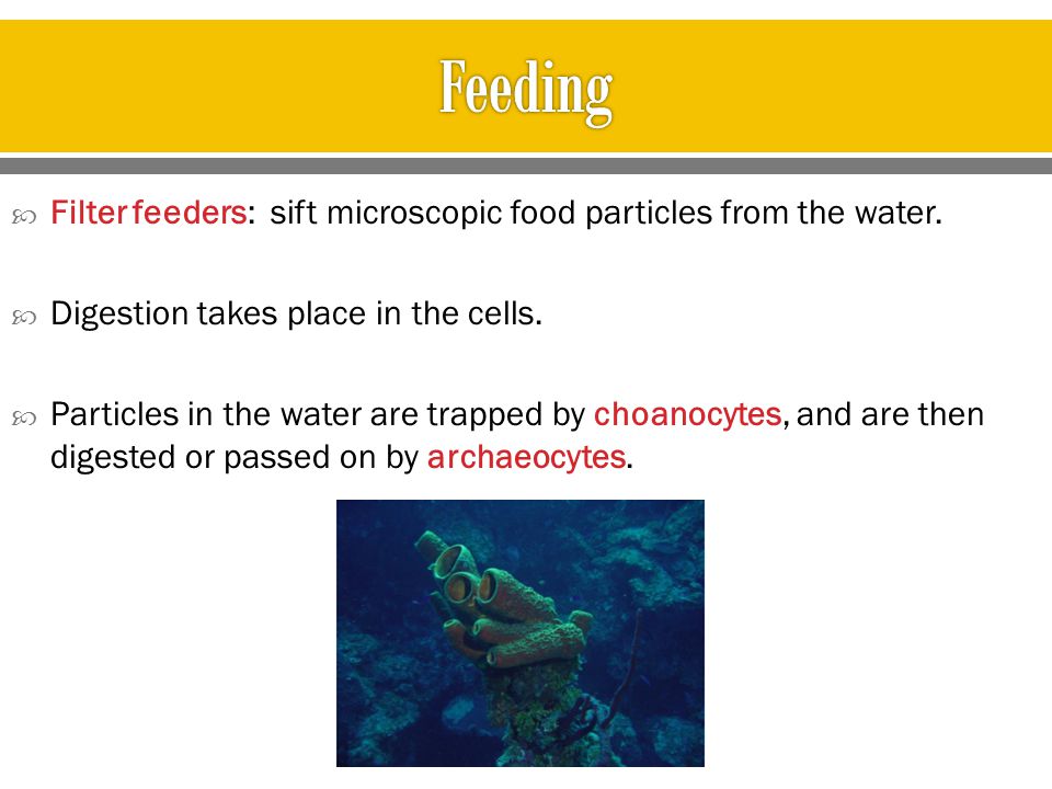 Feeding Filter feeders: sift microscopic food particles from the water. Digestion takes place in the cells.