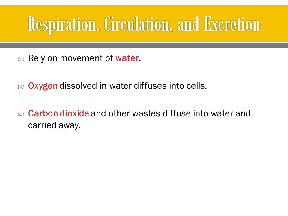 Respiration, Circulation, and Excretion