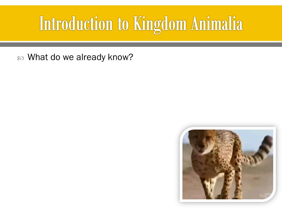 Introduction to Kingdom Animalia