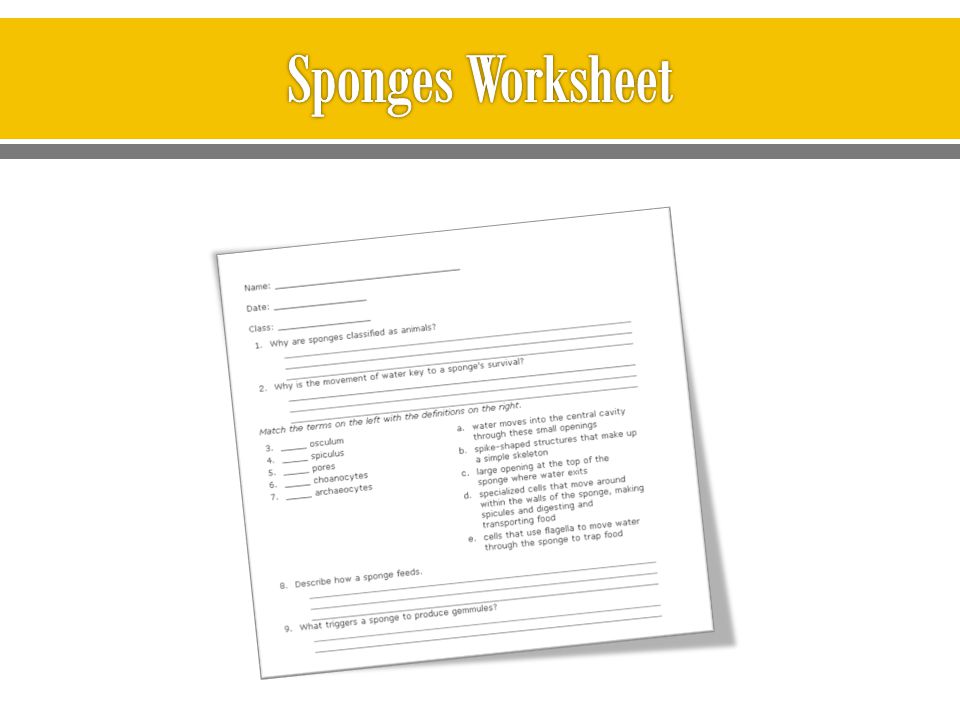 Sponges Worksheet