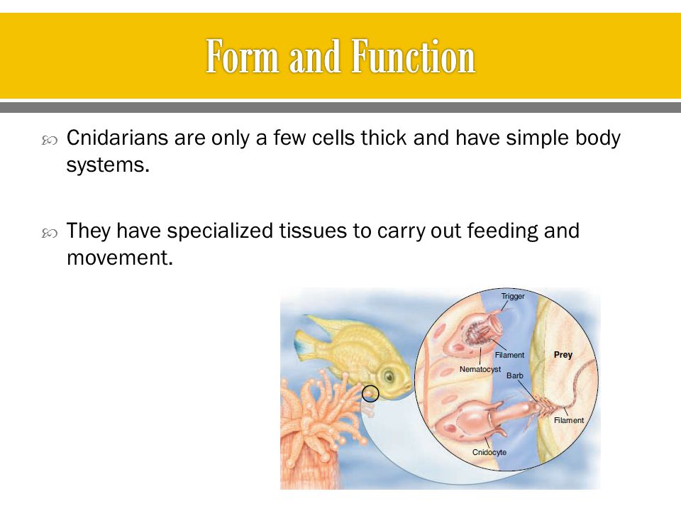 Form and Function Cnidarians are only a few cells thick and have simple body systems.