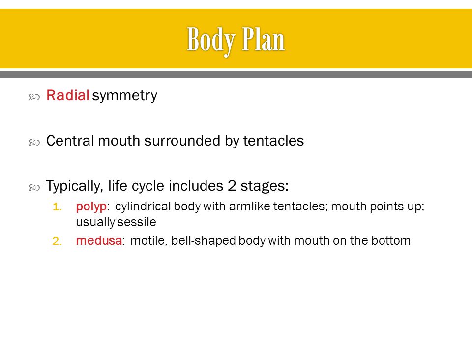 Body Plan Radial symmetry Central mouth surrounded by tentacles