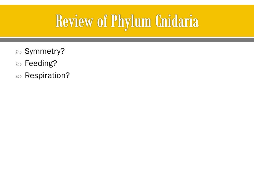 Review of Phylum Cnidaria