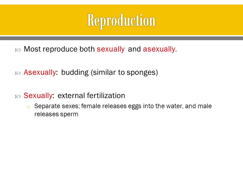 Reproduction Most reproduce both sexually and asexually.