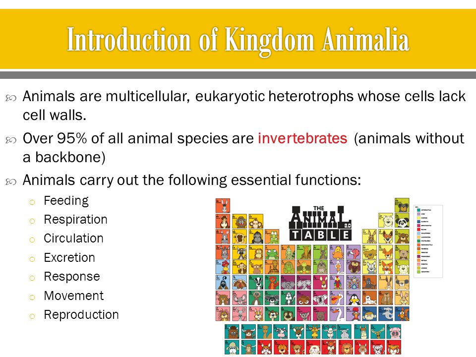 Introduction of Kingdom Animalia