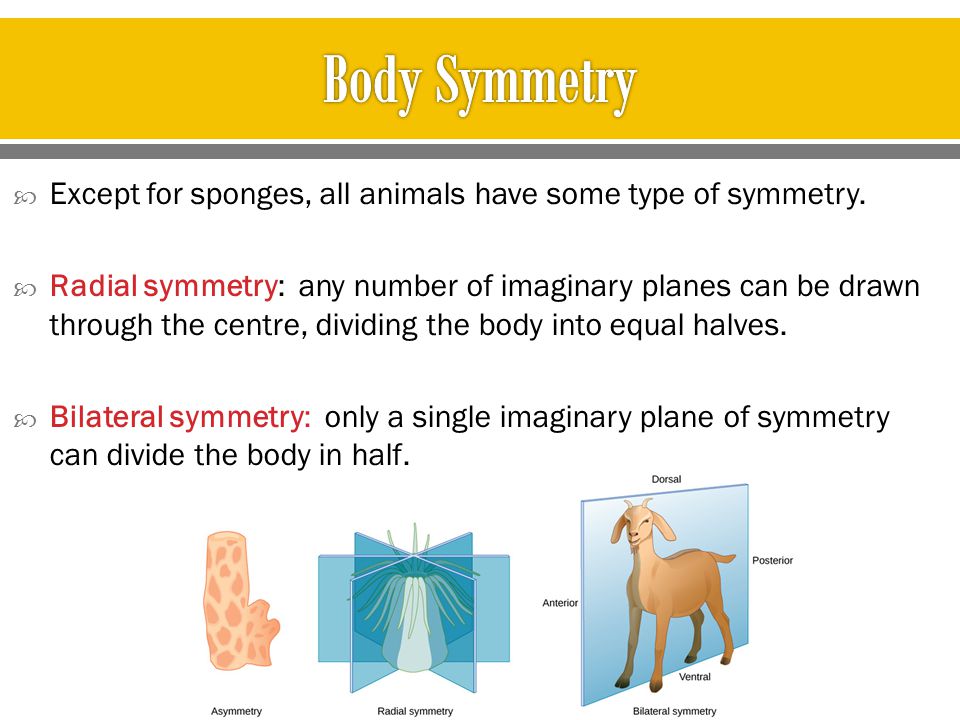 Body Symmetry Except for sponges, all animals have some type of symmetry.
