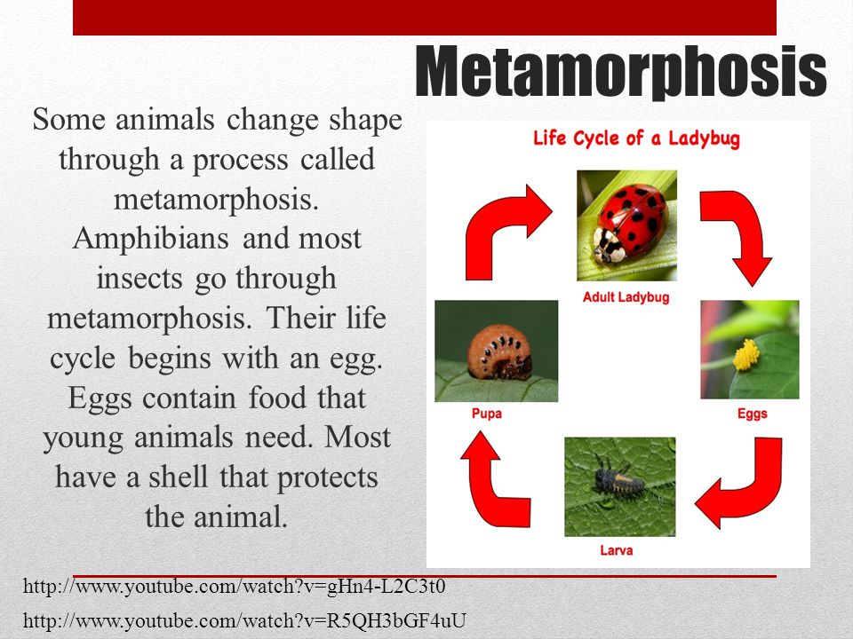 Animal Life Cycles Identify the different stages that animals go through in  a life cycle. Compare the life cycles of different kinds of animals. - ppt  video online download