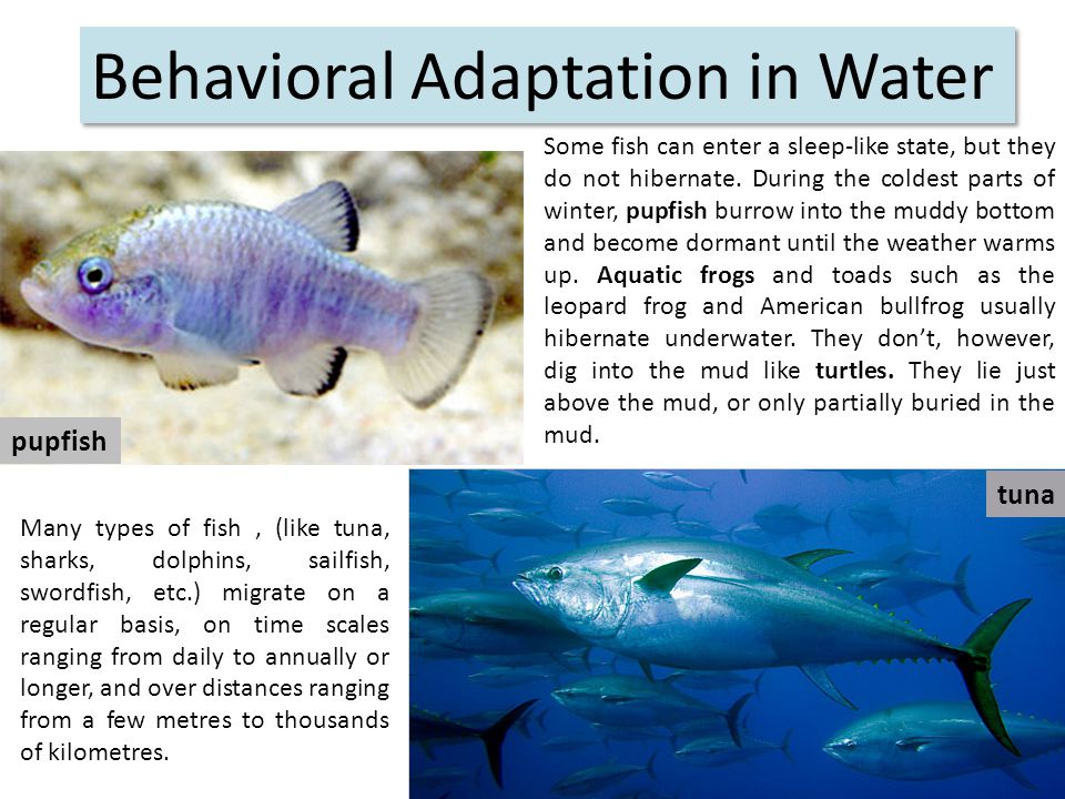 ADAPTATION IN WATER. - ppt video online download