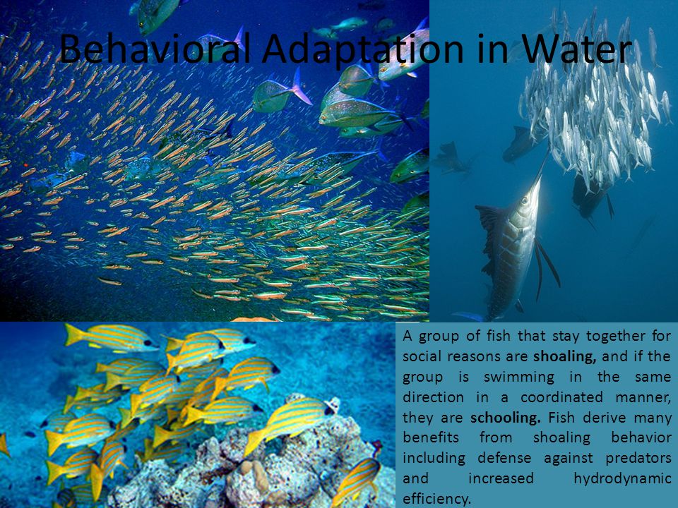 ADAPTATION IN WATER. - ppt video online download
