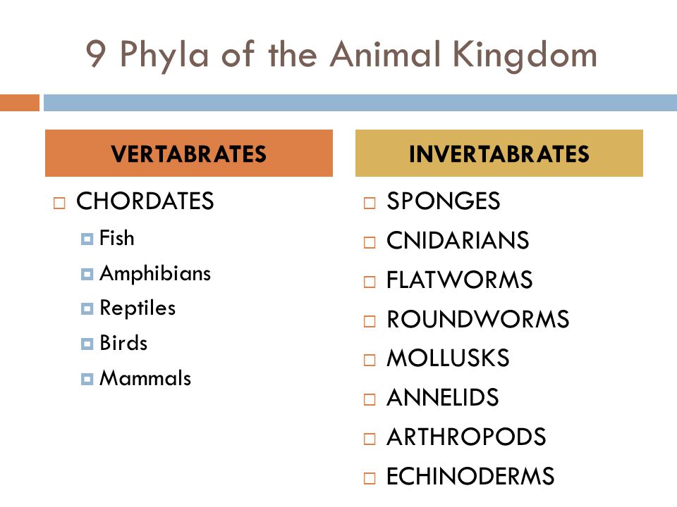 Kingdom Animalia Unit 2 - Biodiversity. - ppt video online download