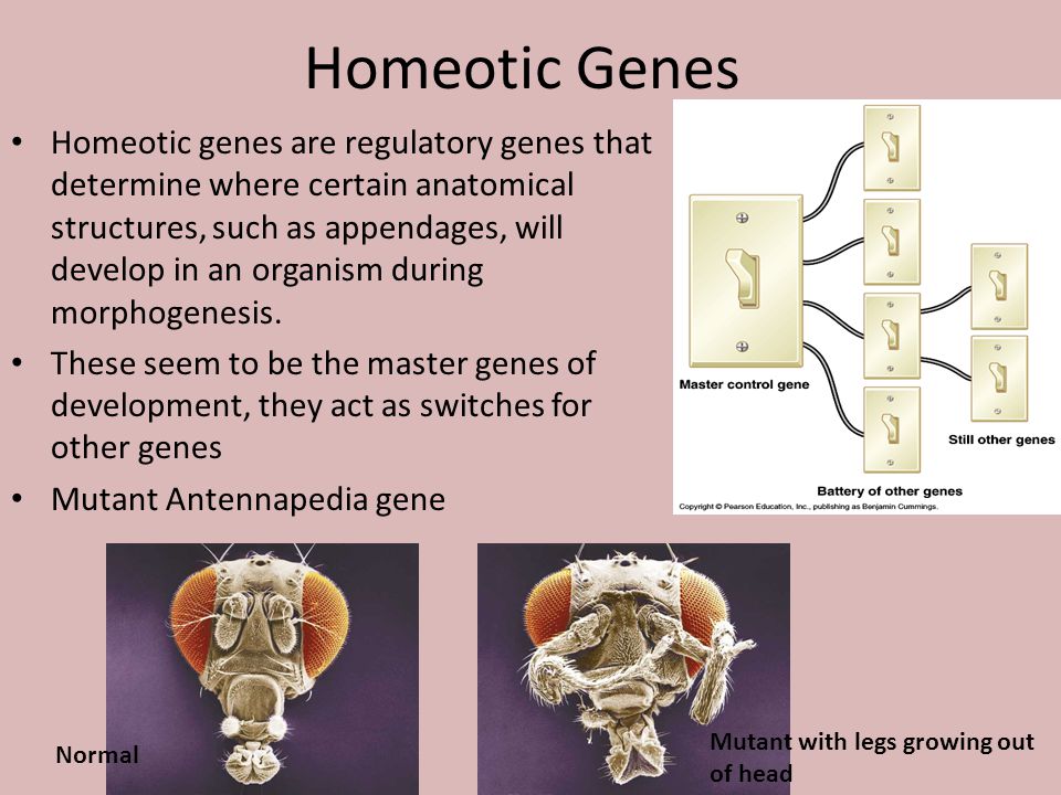 homeotic genes are responsible for _____