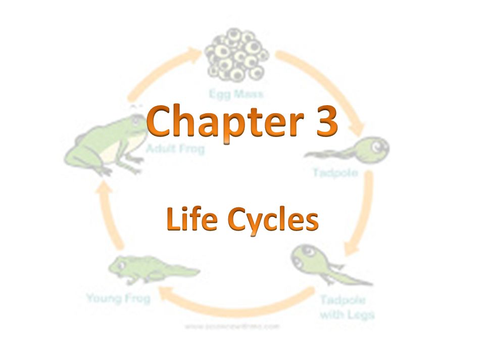 Chapter 3 Life Cycles