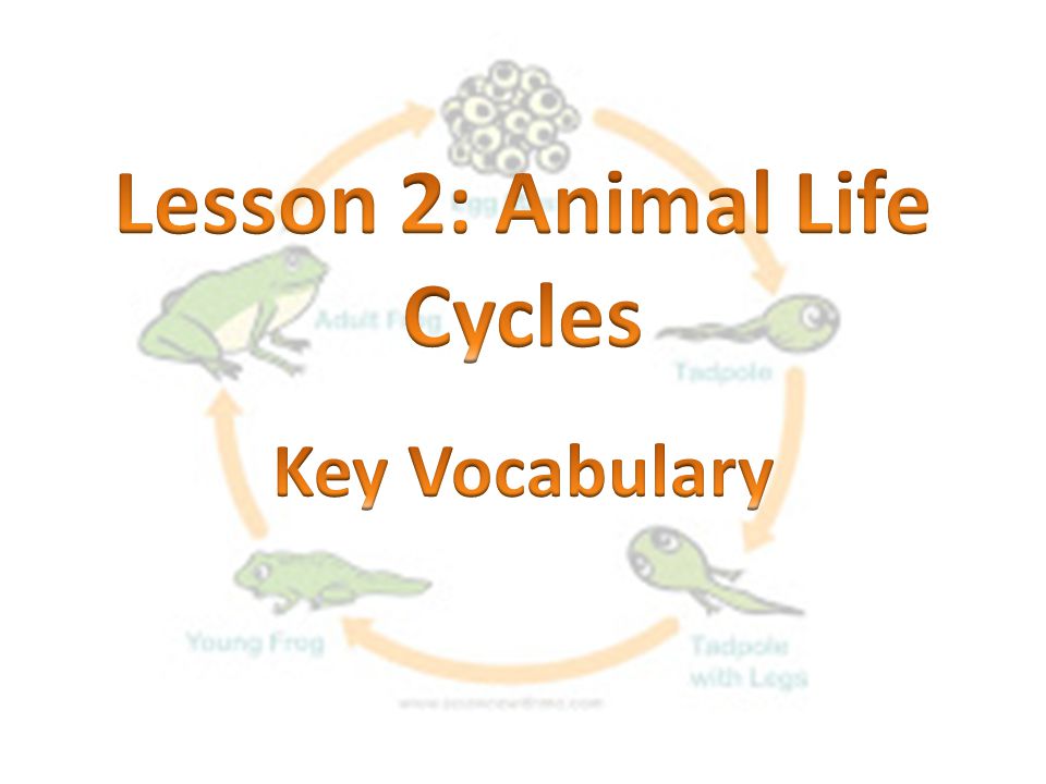 Lesson 2: Animal Life Cycles