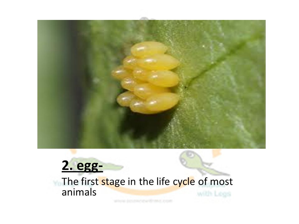 2. egg- The first stage in the life cycle of most animals