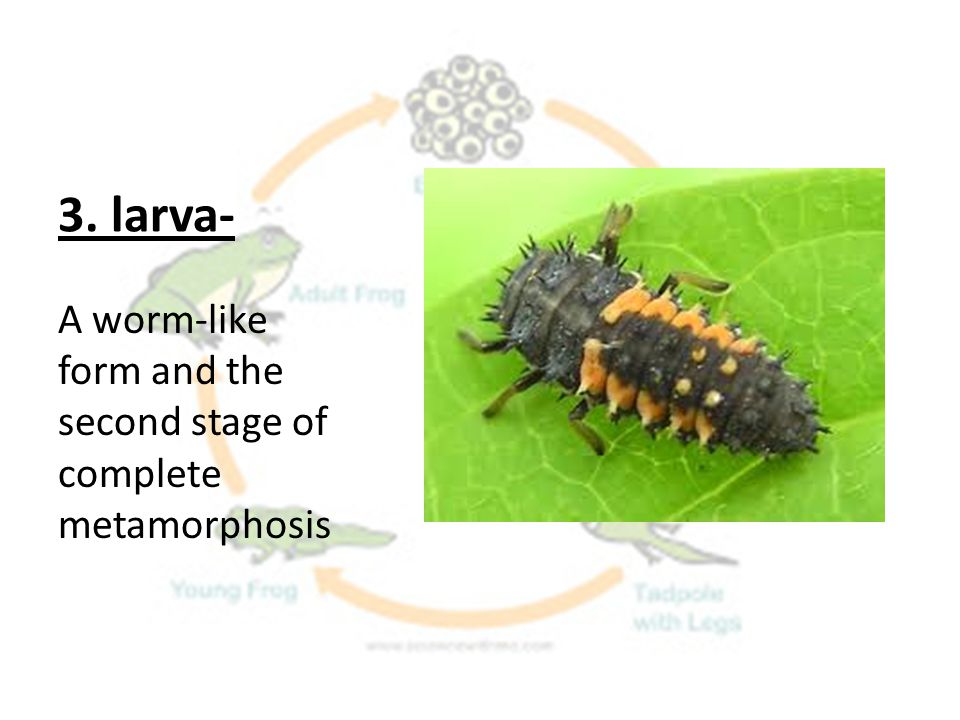 3. larva- A worm-like form and the second stage of complete metamorphosis