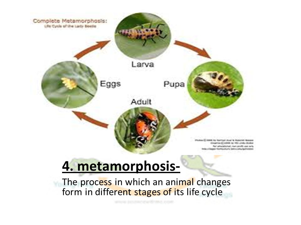 4. metamorphosis- The process in which an animal changes form in different stages of its life cycle