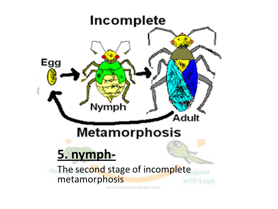 5. nymph- The second stage of incomplete metamorphosis