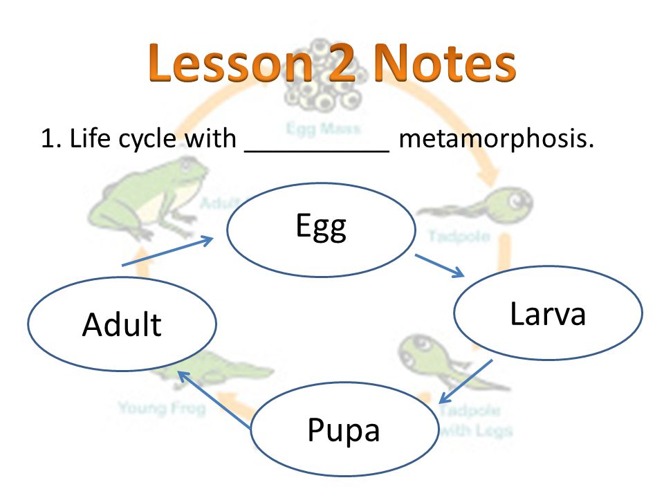 Lesson 2 Notes Egg Larva Adult Pupa