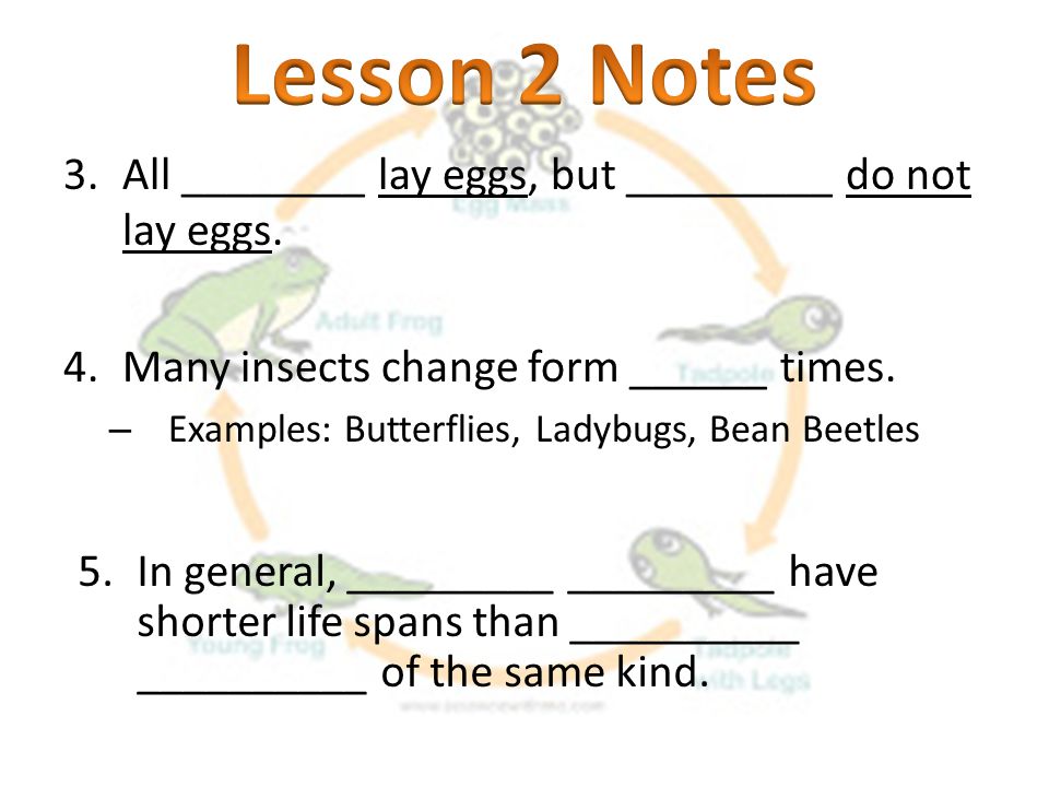 Lesson 2 Notes All ________ lay eggs, but _________ do not lay eggs.