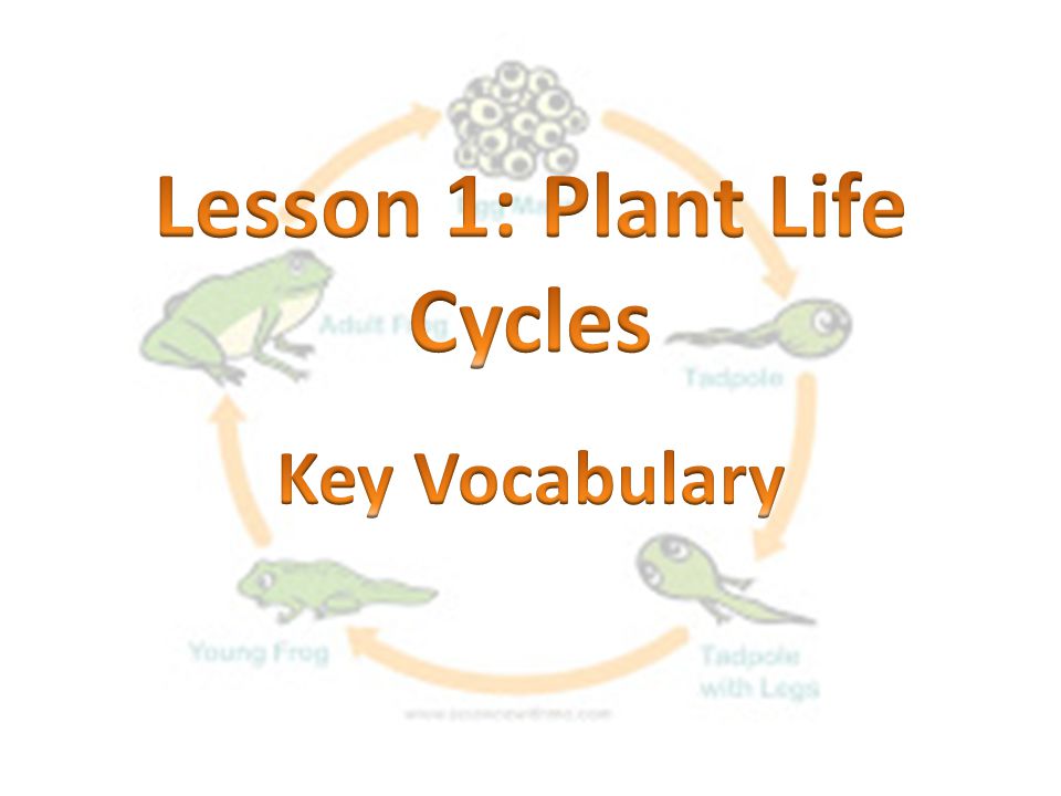 Lesson 1: Plant Life Cycles