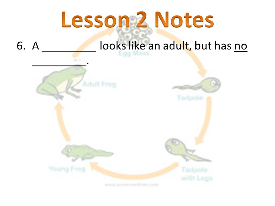 Lesson 2 Notes A _________ looks like an adult, but has no _________.