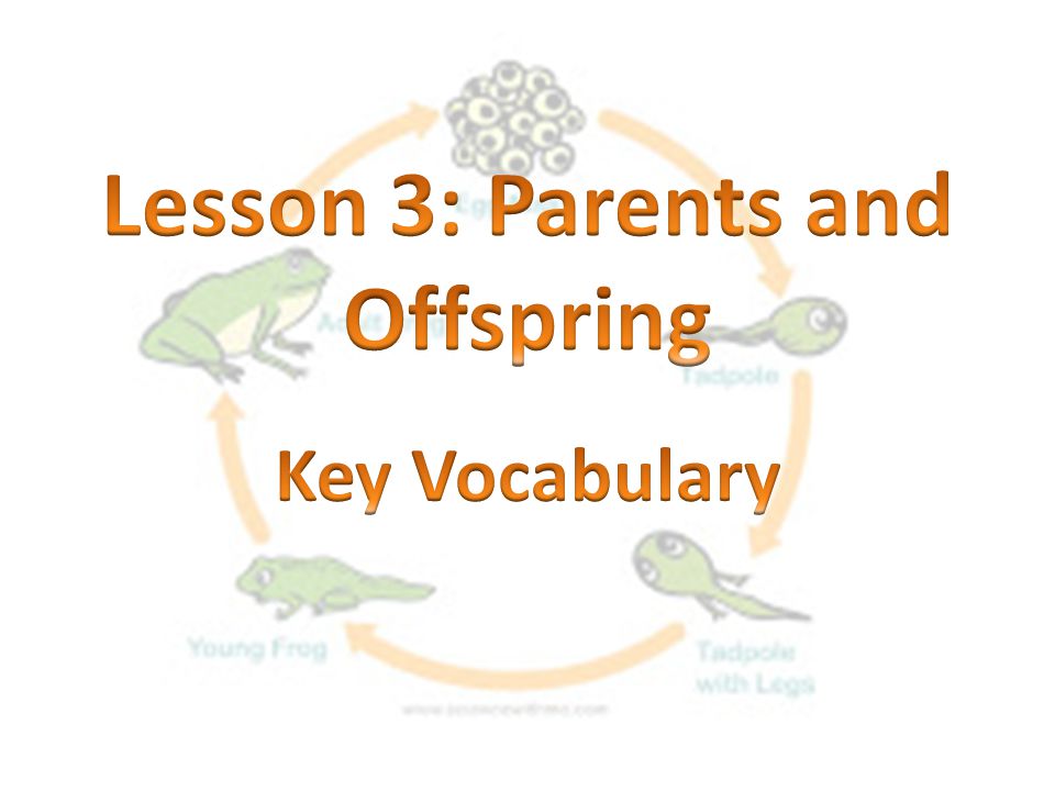 Lesson 3: Parents and Offspring