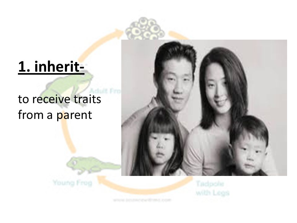 1. inherit- to receive traits from a parent