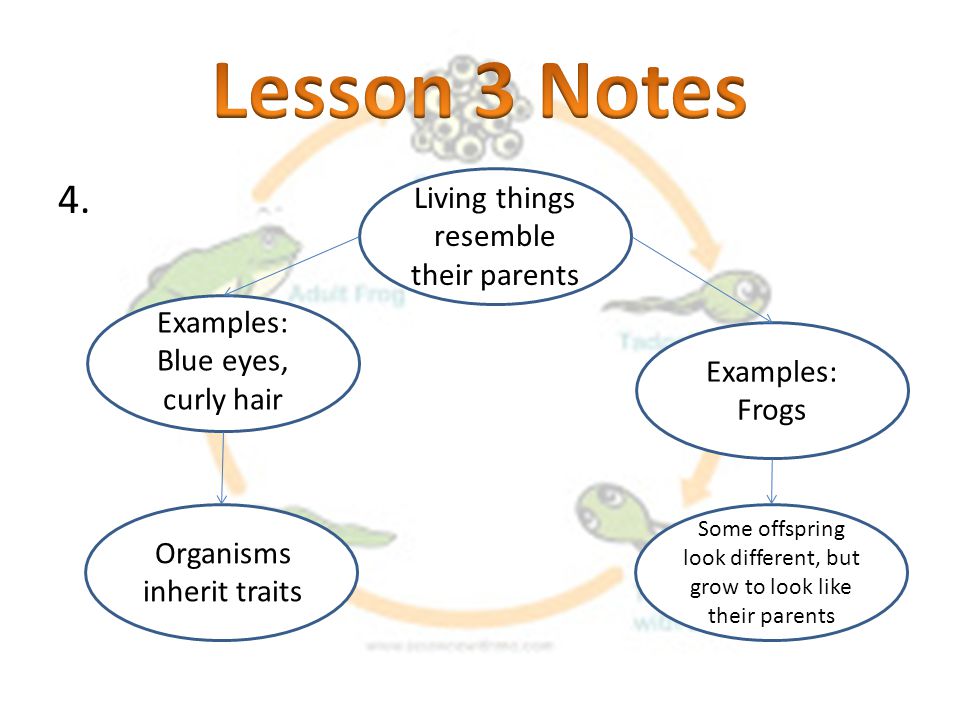 Lesson 3 Notes Living things resemble their parents