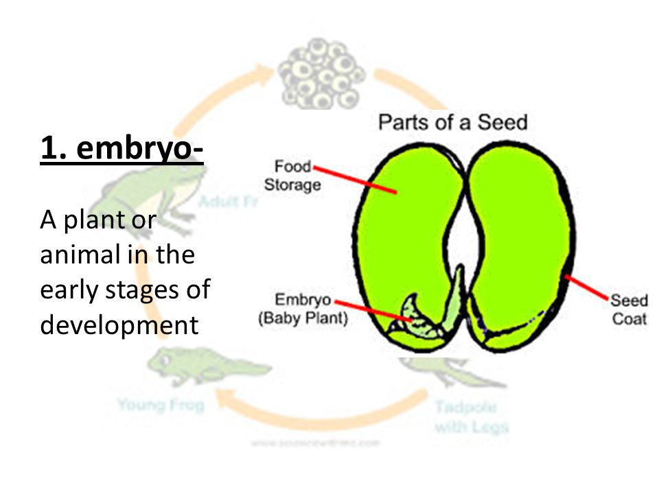 1. embryo- A plant or animal in the early stages of development