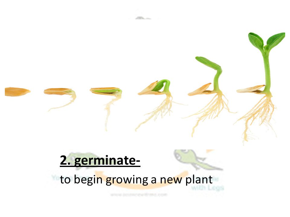 2. germinate- to begin growing a new plant