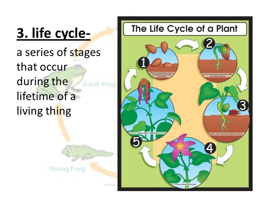 3. life cycle- a series of stages that occur during the lifetime of a living thing