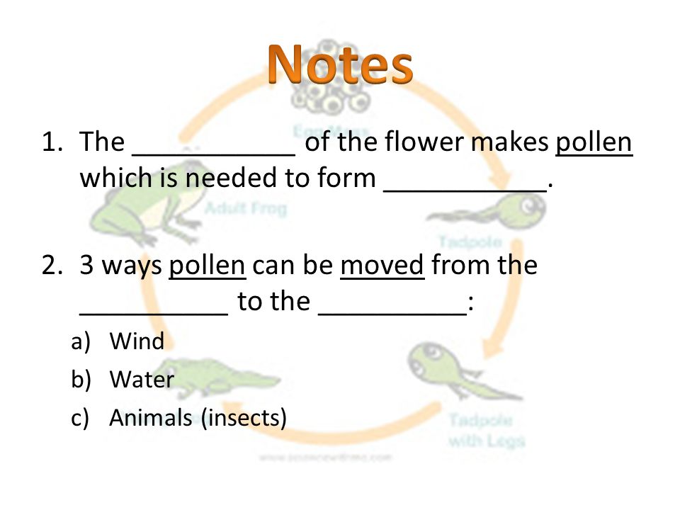 Notes The ___________ of the flower makes pollen which is needed to form ___________.