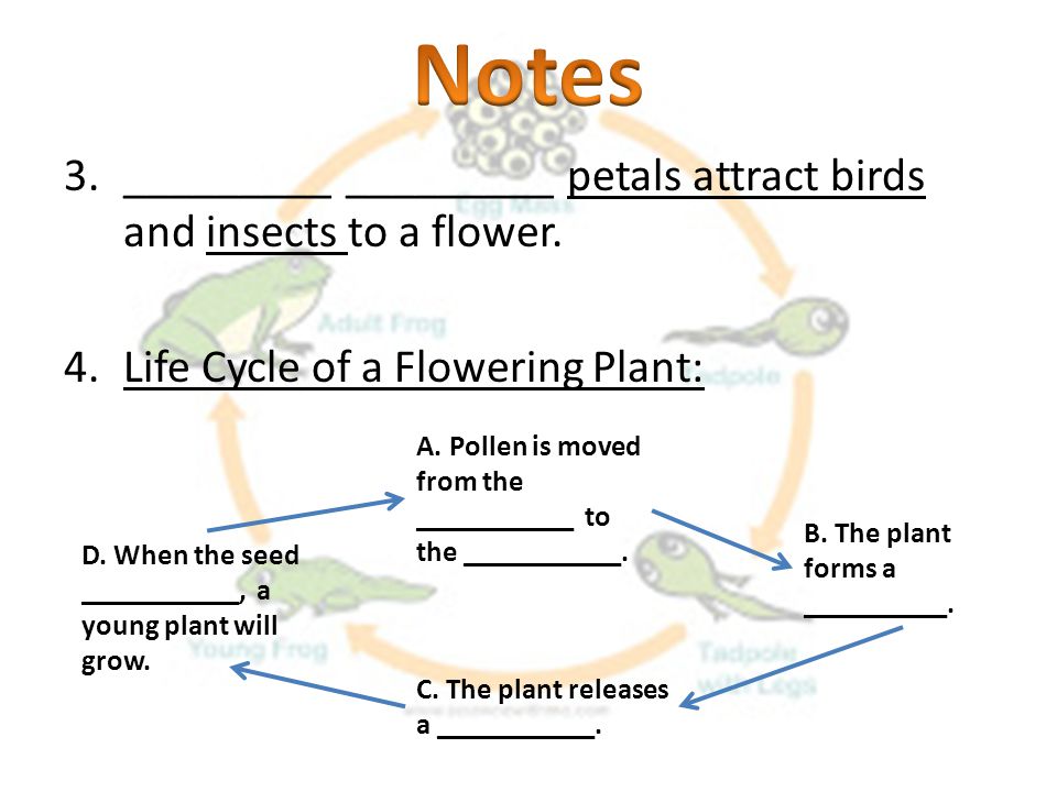 Notes _________ _________ petals attract birds and insects to a flower. Life Cycle of a Flowering Plant: