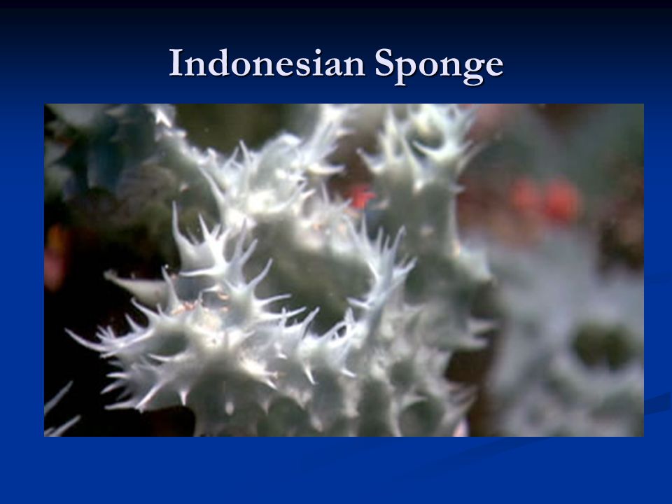 Indonesian Sponge
