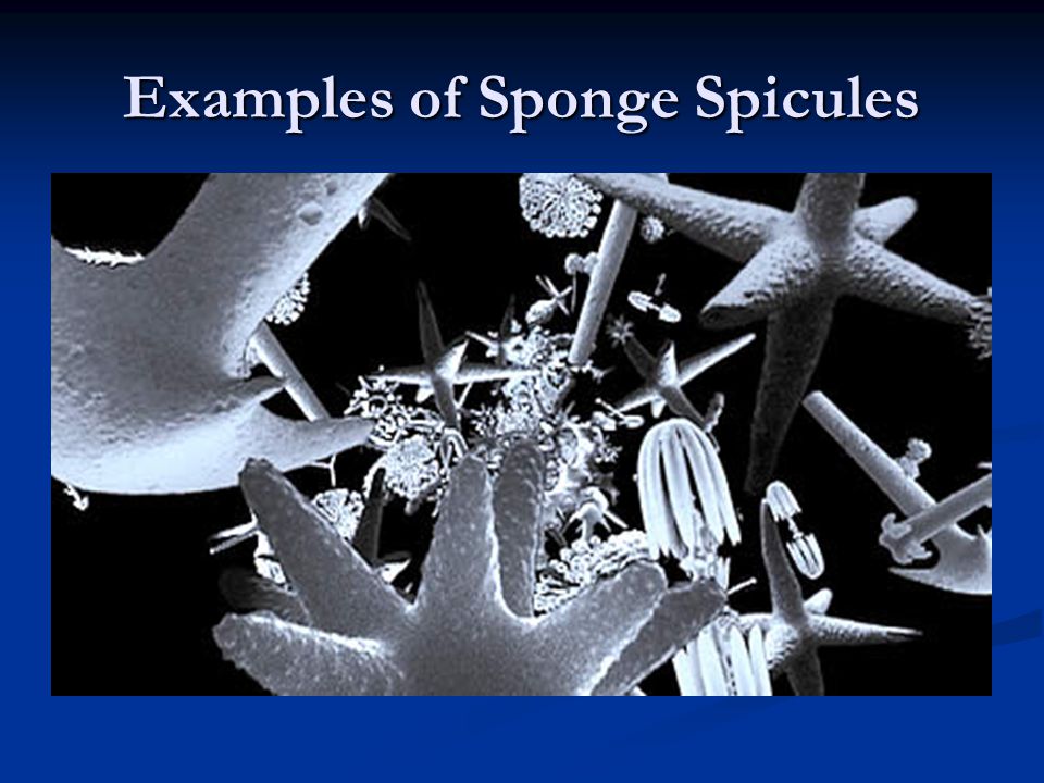 Examples of Sponge Spicules