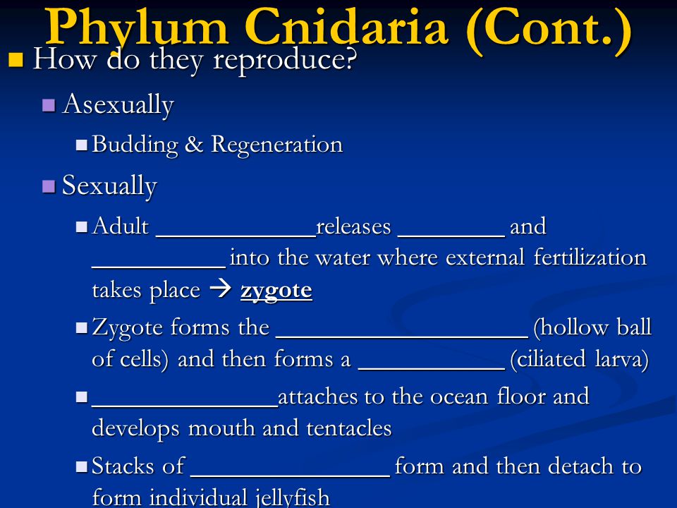 Phylum Cnidaria (Cont.)