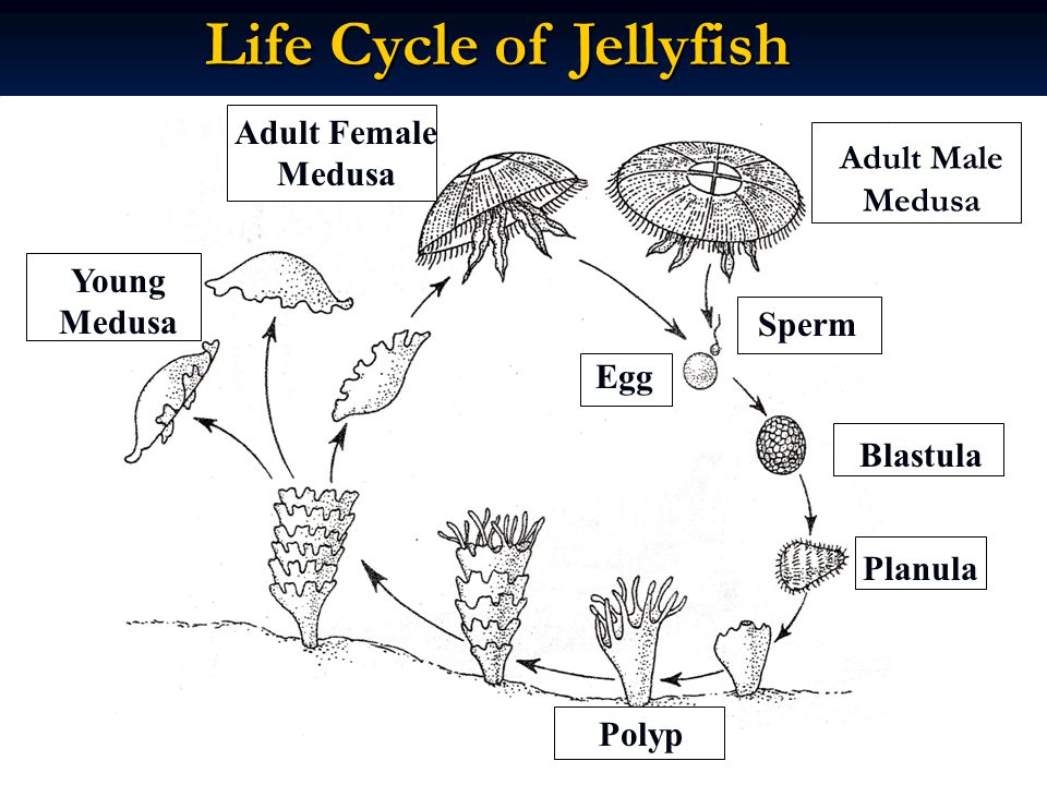 Life Cycle of Jellyfish