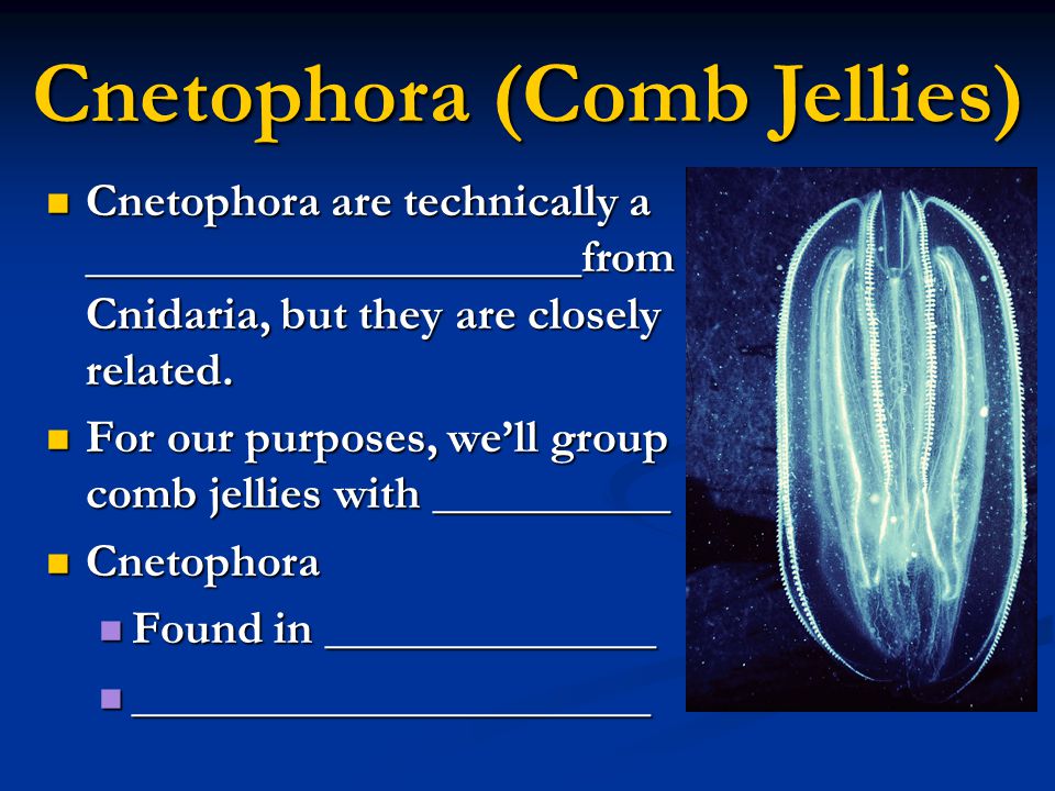 Cnetophora (Comb Jellies)