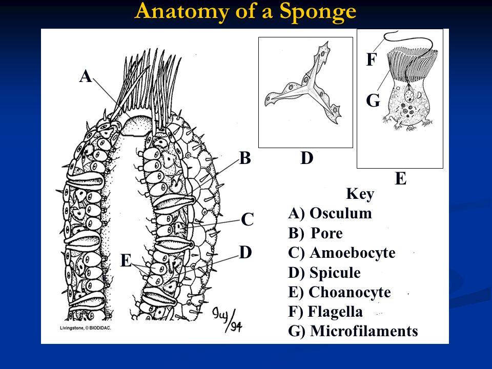 Anatomy of a Sponge F A G B D E C D E Key A) Osculum Pore Amoebocyte